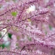 Tamarisk (tamarisk): description and varieties, rules for growing and care