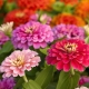 Finesserne ved at dyrke zinnia