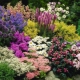 Hohe Gartenblumen: Sorten und Beschreibung
