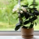 Indoor jasmijn: variëteiten, selectie, teelt, reproductie
