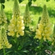 Lupin galben: descriere, soiuri, cultivare și reproducere