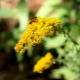 Canadian goldenrod: description and cultivation