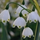 Weiße Blume: Beschreibung, Sorten, Pflanzung und Pflege
