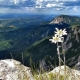 Edelweiss: description, varieties, planting and care