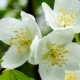 All about chubushnik (garden jasmine)