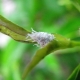 Jak se vypořádat s moučnými hmyzy na pokojových rostlinách?