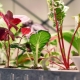 Jak pěstovat pokojové rostliny bez půdy?