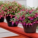 How to grow fuchsia from seeds?