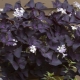 Indoor flowers with purple leaves