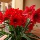 Indoor plants with red flowers