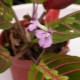 Maranta室内植物：品种和护理