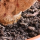 Moisissure dans des pots de plantes d'intérieur: types, causes et méthodes de lutte