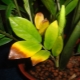 Proč listy pokojových rostlin žloutnou?