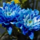 Blauwe chrysanten: kenmerken en aanbevelingen voor het kweken