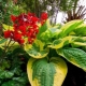 Shade-loving and shade-tolerant plants for the garden
