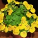 Výběr pokojových rostlin se žlutými květy