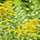 一枝黄花：描述，类型和品种，种植和护理的特点