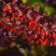 Barberry: description, types, planting and care features