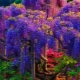 Wisteria: description, types and varieties, use in landscape design
