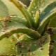 Škůdci pokojových rostlin: druhy a způsoby hubení