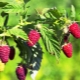 Hvordan og hvad skal man fodre med hindbær?