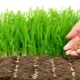 Jaké zelené hnojení zvolit na podzim a jak je zasadit?