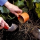 Quali fertilizzanti dovrebbero essere applicati in autunno e come farlo correttamente?