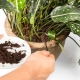 Fondi di caffè e torta come fertilizzante per piante d'appartamento