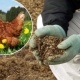 Kurací hnoj ako hnojivo: vlastnosti a použitie