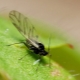 Mücken in Zimmerblumen: Gründe für ihr Aussehen und wie man sie loswird