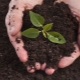 Torba come fertilizzante: scopo e caratteristiche applicative