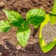 Tipi di fertilizzanti al fosforo e loro uso