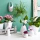 All about flowering houseplants