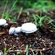 Kompost pro houby: vlastnosti, složení a příprava