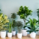 Přehled druhů pokojových rostlin