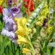 All about gladioli