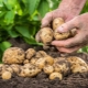 Tutto sui fertilizzanti per patate