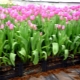 How to grow tulips on March 8?
