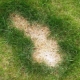 Why are there bald spots on the lawn and what to do?