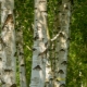 蓬松桦树：特征和栽培