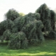 荣格的桦树：描述和栽培