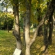 黑角树：特征和栽培