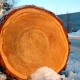 What is sapwood and what is it used for?