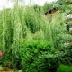 Willow on the site
