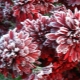 Wie deckt man eine Chrysantheme für den Winter ab?