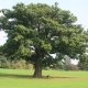 Mongolian oak: description and cultivation