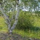 Description of Karelian birch and its application