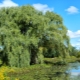 Description, properties and cultivation of white willow