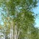 Features of paper birch