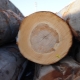 Vlastnosti bukového dřeva